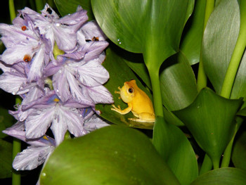 Arenal Oasis Frog Watching Night Tour photo 4