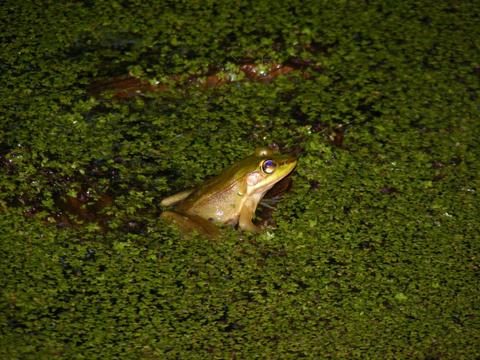 Arenal Oasis Frog Watching Night Tour Costa Rica