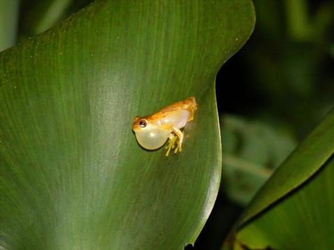 Arenal Oasis Frog Watching Night Tour Costa Rica
