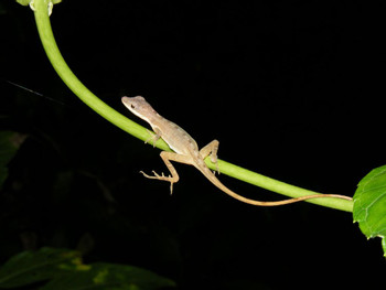 Arenal Oasis Frog Watching Night Tour photo 3