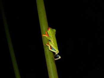 Arenal Oasis Frog Watching Night Tour
