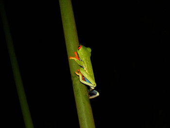 Arenal Oasis Frog Watching Night Tour photo 2