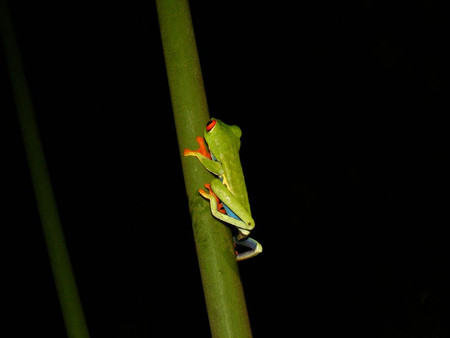 Arenal Oasis Frog Watching Night Tour photo 2