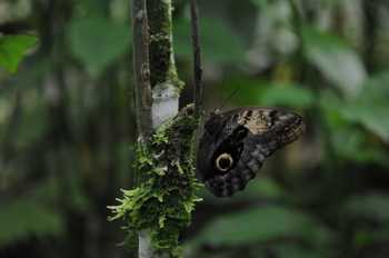 Ecocentro Danaus Night Walk