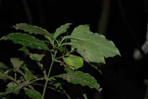 Ecocentro Danaus Night Walk Costa Rica