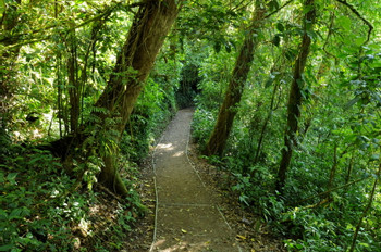 Guided Tour Monteverde Cloud Forest Reserve photo 4