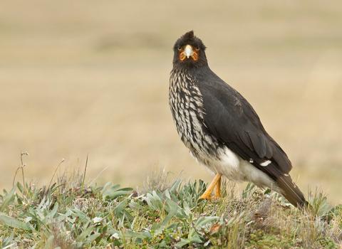 Birding Tour 2 day, 1 night Guango Lodge
