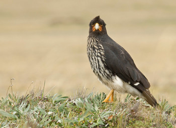 Birding Tour 2 day, 1 night Guango Lodge photo 5