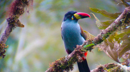 Birding Tour 2 day, 1 night Guango Lodge photo 2
