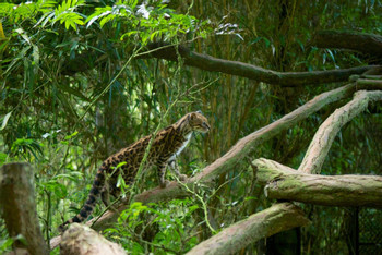 La Paz Waterfall Gardens (PL) photo 4