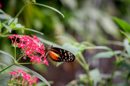 La Paz Waterfall Gardens (PL) photo 2