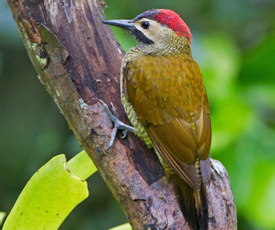 Yanacocha  Reserve - Tandayapa.