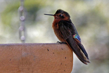 Yanacocha Reserve / Tandayapa