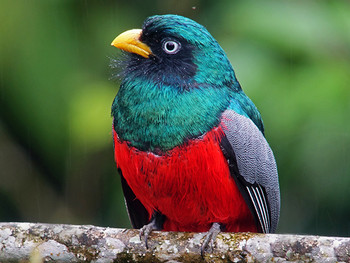 Yanacocha Reserve / Tandayapa