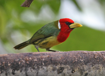 Yanacocha Reserve / Tandayapa