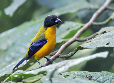 Yanacocha Reserve photo 3