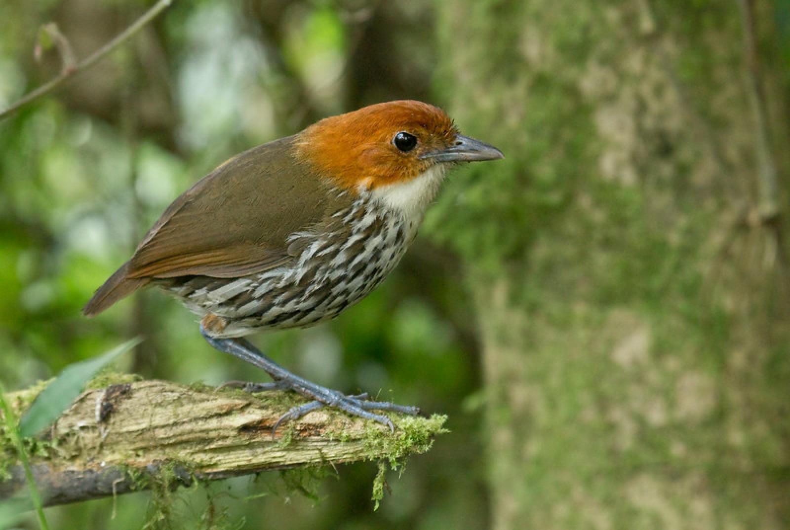 Yanacocha Reserve Birding Tour with a Local Quito, Ecuador