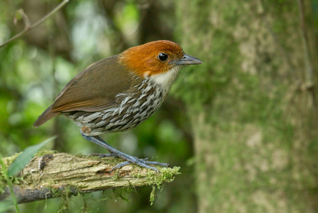 Yanacocha Reserve photo