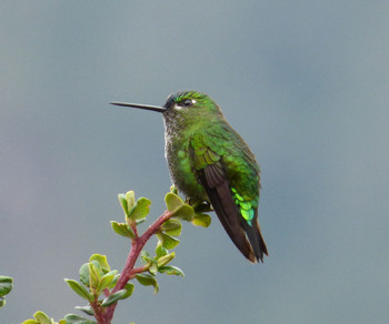 Yanacocha Reserve photo 4