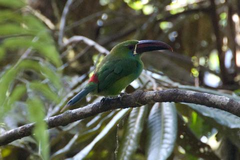 Yanacocha Reserve Ecuador