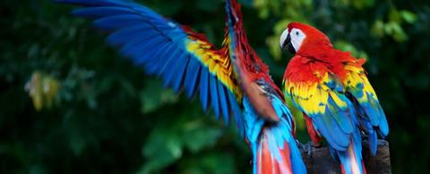 Tour de Observación de Aves