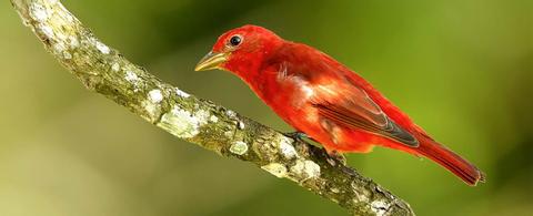 Bird Watching Tour Belize