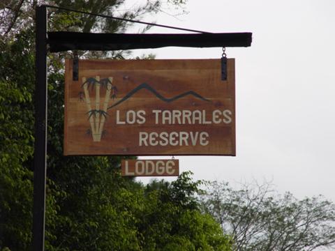 Admiring the Long Tailed Manakin in Los Tarrales