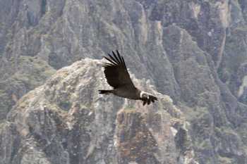 Colca Canyon 2 day, 1 night Adventure