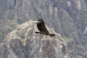 Colca Canyon 2 day, 1 night Adventure photo 2