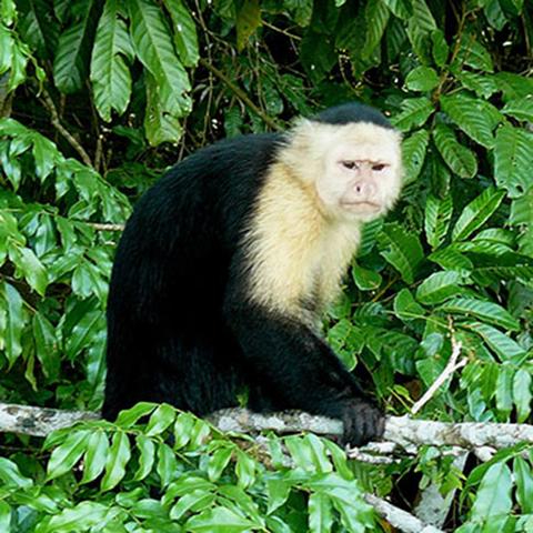 Gamboa Aerial Tram and Wildlife Exhibits Panama
