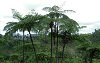 Visita al Parque Alejandro de Humboldt photo 4