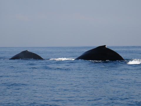 All-Day Pelagic Tour