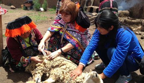 Amaru Community, Llama Farm and Pisaq Market Peru
