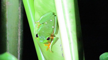 Amphibious Reptiles at Night photo 5