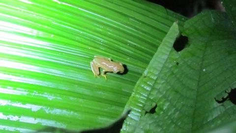 Amphibious Reptiles at Night Costa Rica