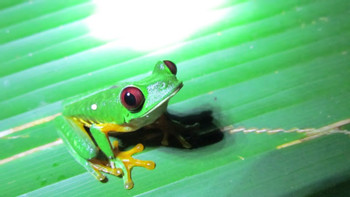 Amphibious Reptiles at Night photo 4