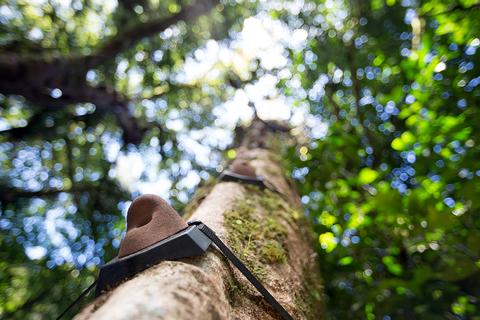 Tour de escalada arbórea Costa Rica