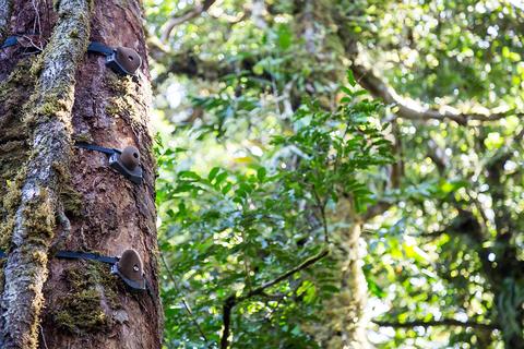Arboreal Tree Climbing  Costa Rica