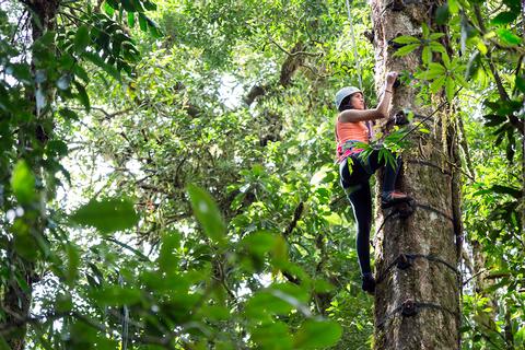 Tour de escalada arbórea