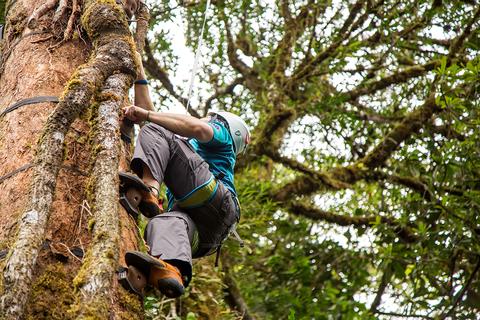 Tour de escalada arbórea Costa Rica