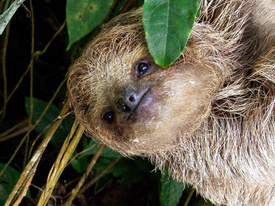 Arenal Sanctuary Night Hike