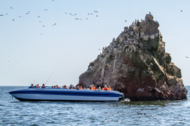 Ballestas Islands Boat Excursion