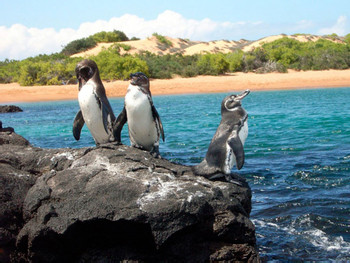 Bartolome Island Tour photo 4