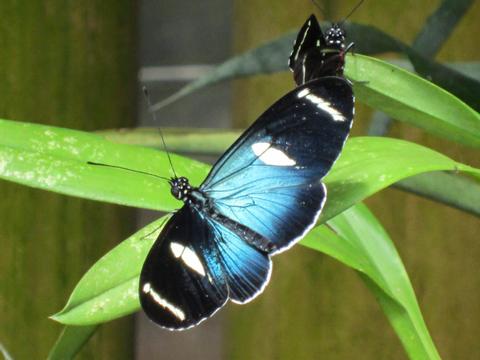 Barton Creek y Tour de Jardín de Mariposas