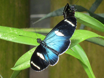 Belize Naturalist Guide photo 2
