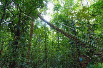 Bastimentos Sky Zip-Line Canopy Tour photo 4