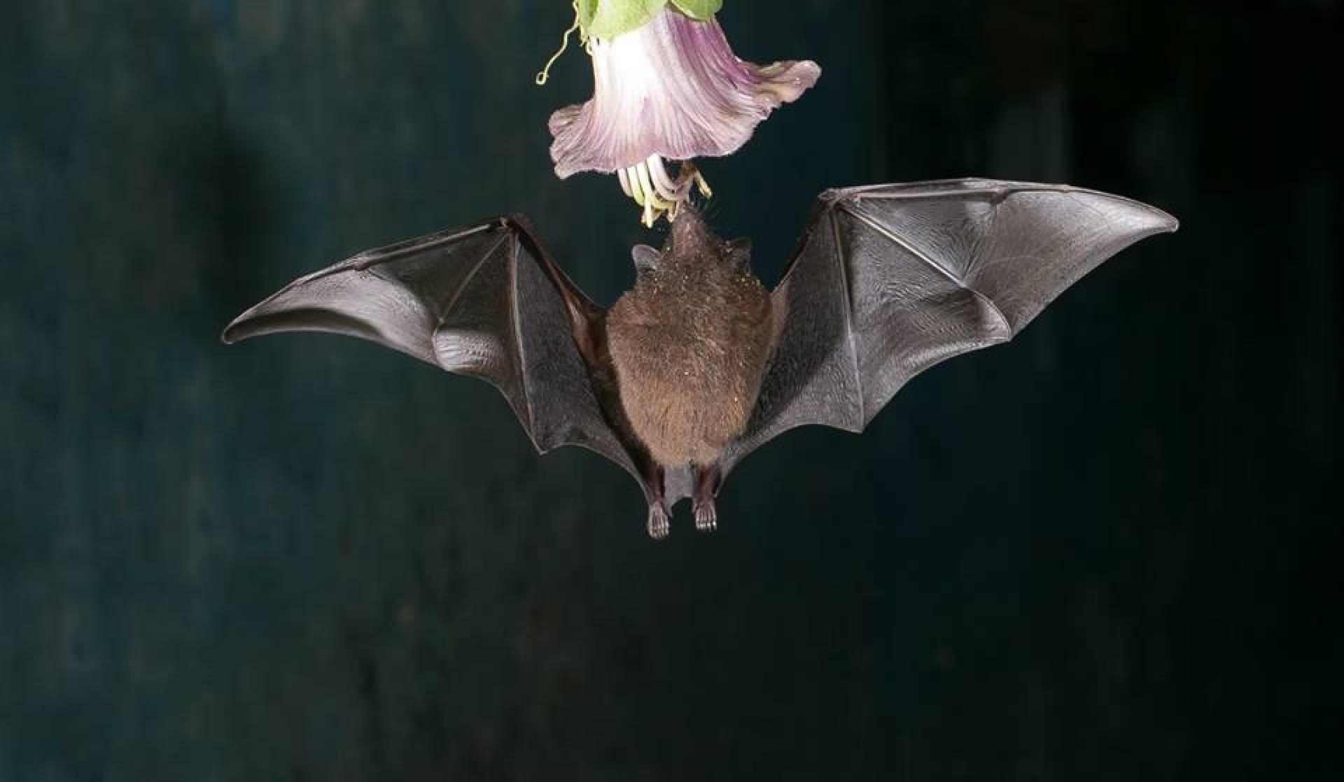 Costa Rica Tours: Monteverde Bat Jungle - Monteverde