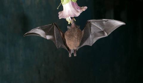 Monteverde Bat Jungle
