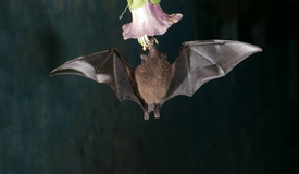 Bat Jungle