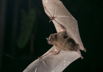 Monteverde Bat Jungle photo 2